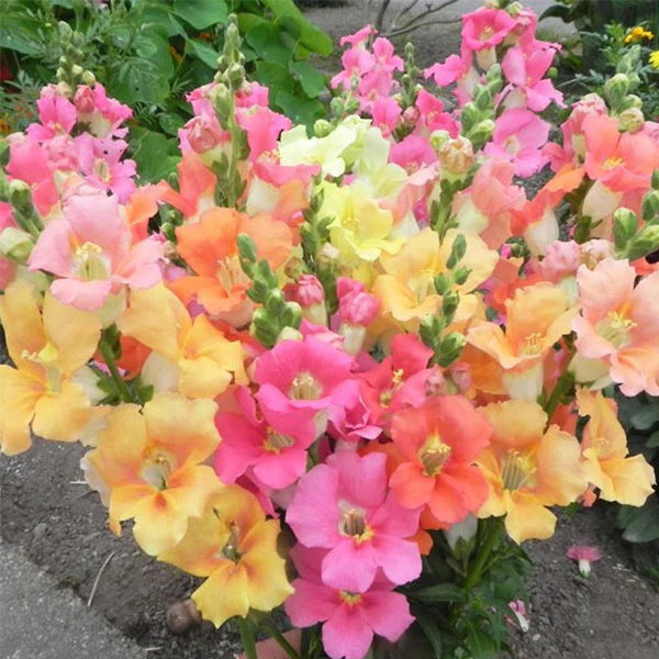 Chantilly Snapdragon Seeds - Flower Plant