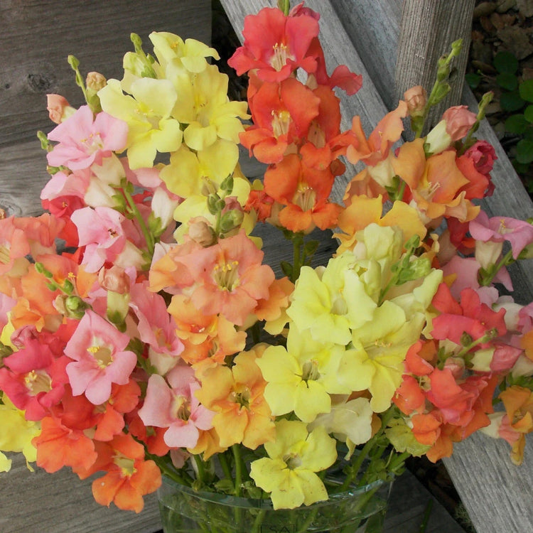 Chantilly Snapdragon Seeds - Flower Plant