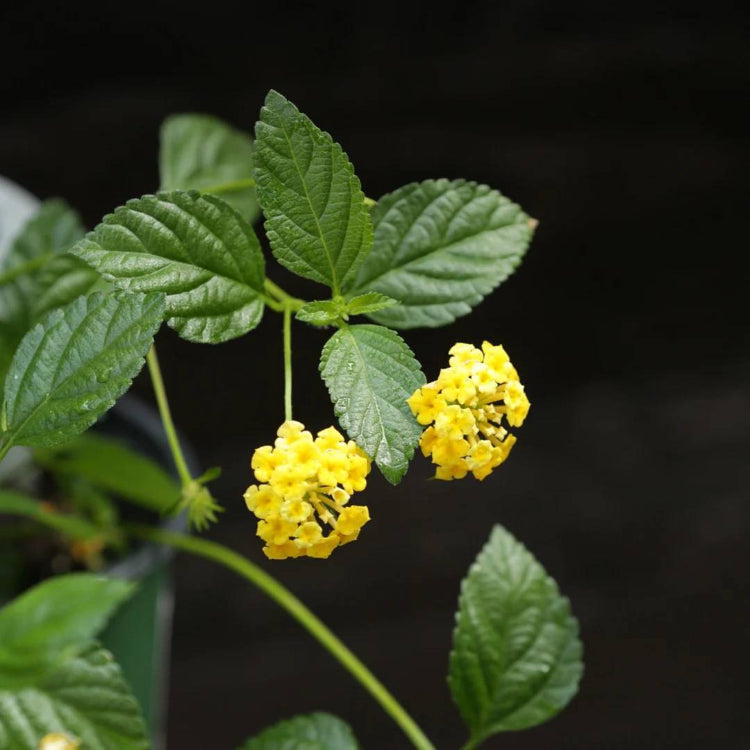 Chapel Hill Yellow Lantana Seeds - Ornamental Plant Seeds for Home Gardens