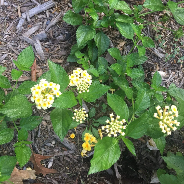 Chapel Hill Yellow Lantana Seeds - Ornamental Plant Seeds for Home Gardens
