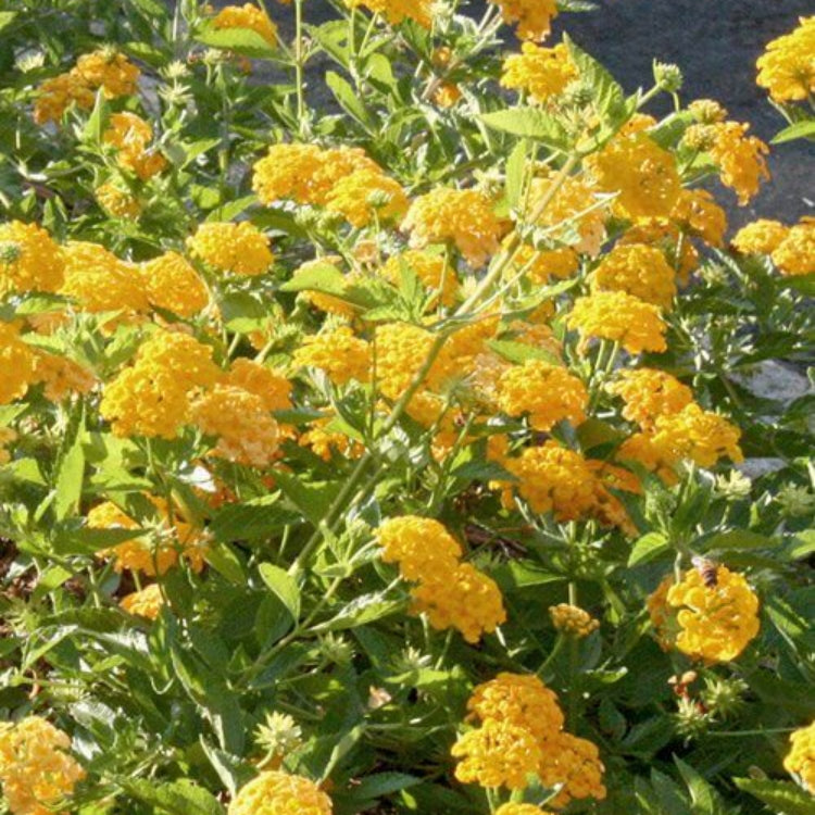 Chapel Hill Yellow Lantana Seeds - Ornamental Plant Seeds for Home Gardens