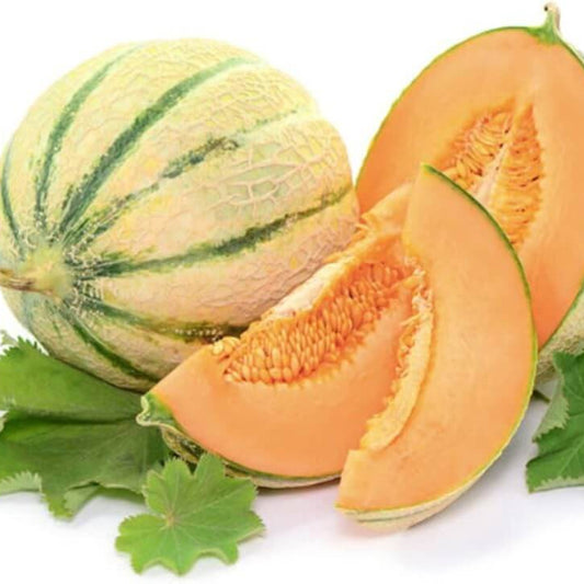 Charentais Cantaloupe Seeds - Fruit Plant