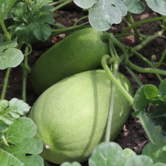 Charleston Gray Watermelon Seeds - Heirloom Fruit Plant for Home Gardens