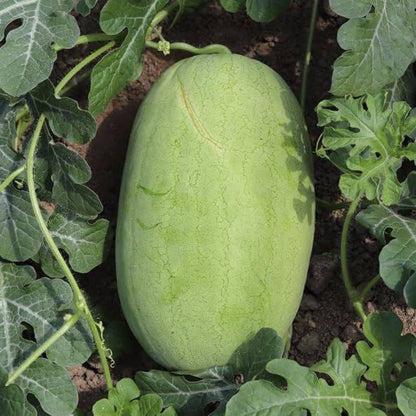 Charleston Gray Watermelon Seeds - Heirloom Fruit Plant for Home Gardens