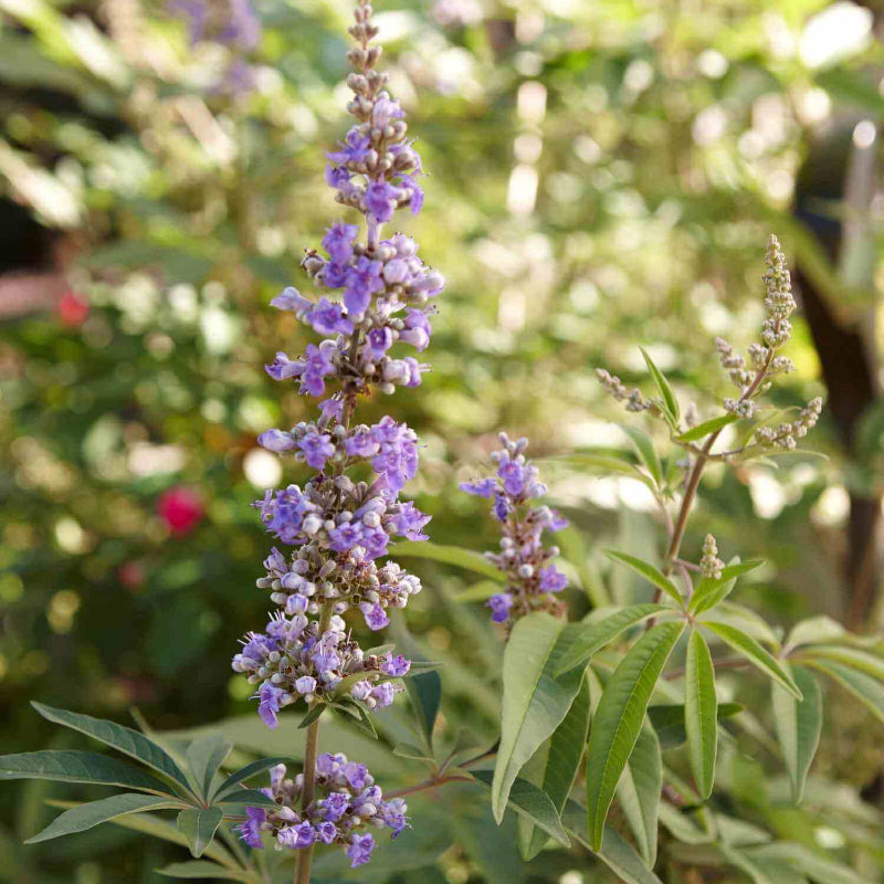 Chaste Berry Seeds - Heirloom Fruit Plant for Home Gardens