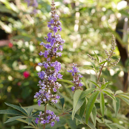 Chaste Berry Seeds - Heirloom Fruit Plant for Home Gardens