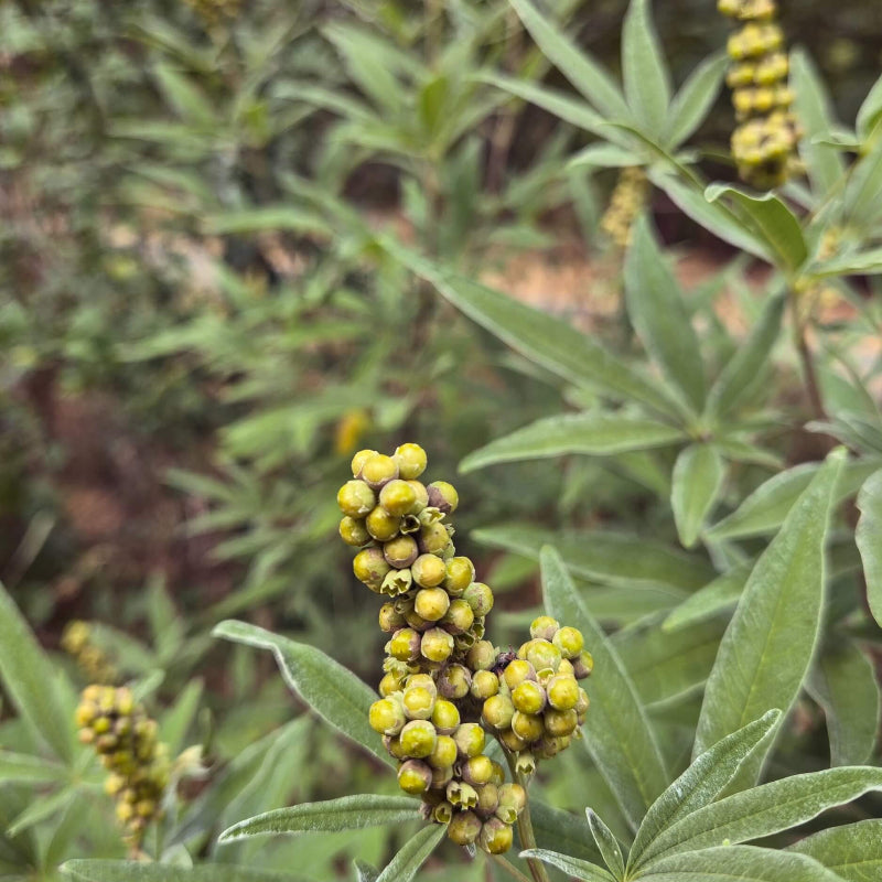 Chaste Berry Seeds - Heirloom Fruit Plant for Home Gardens