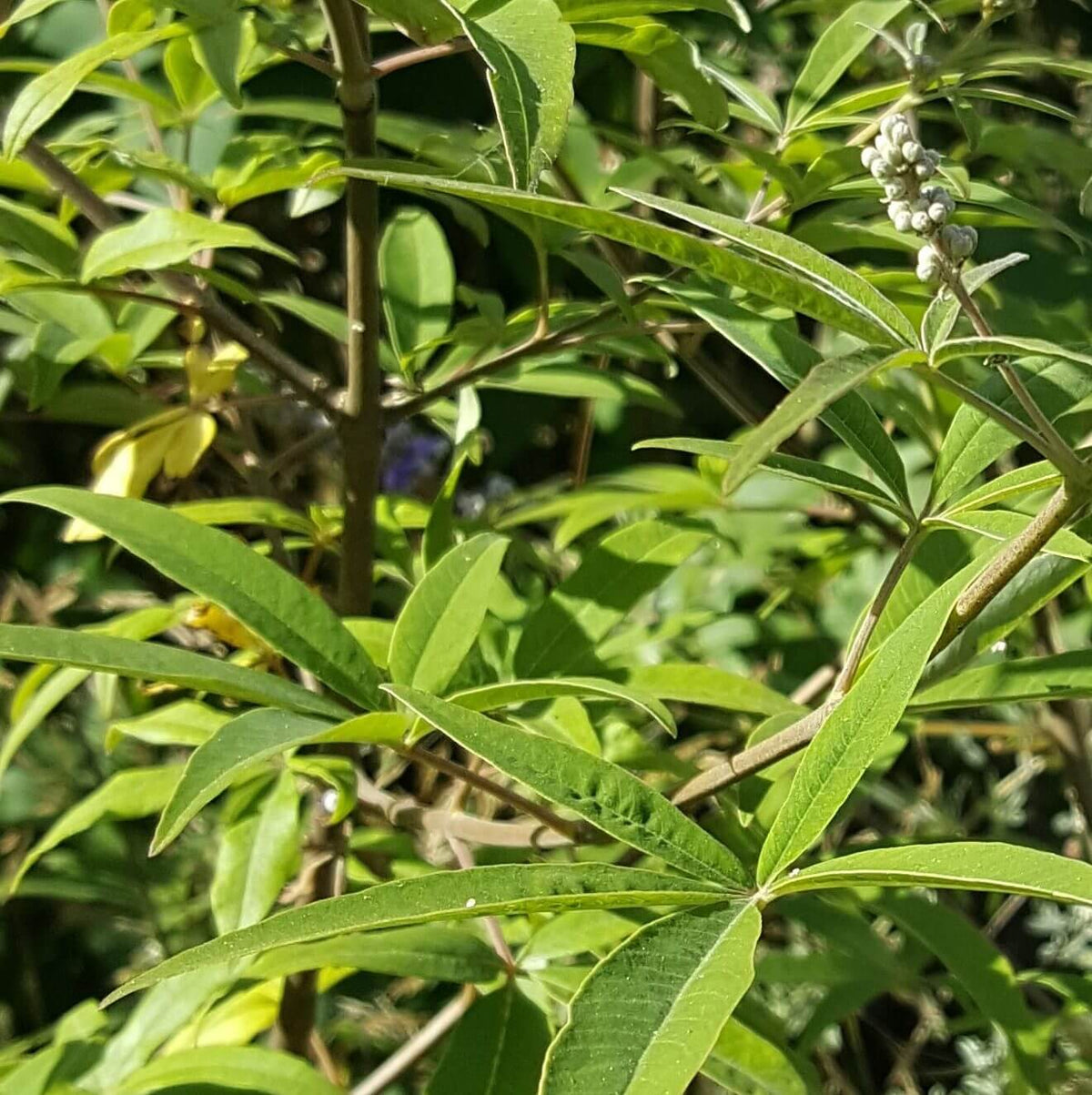 Chaste Berry Seeds - Heirloom Fruit Plant for Home Gardens