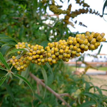 Chaste Berry Seeds - Heirloom Fruit Plant for Home Gardens