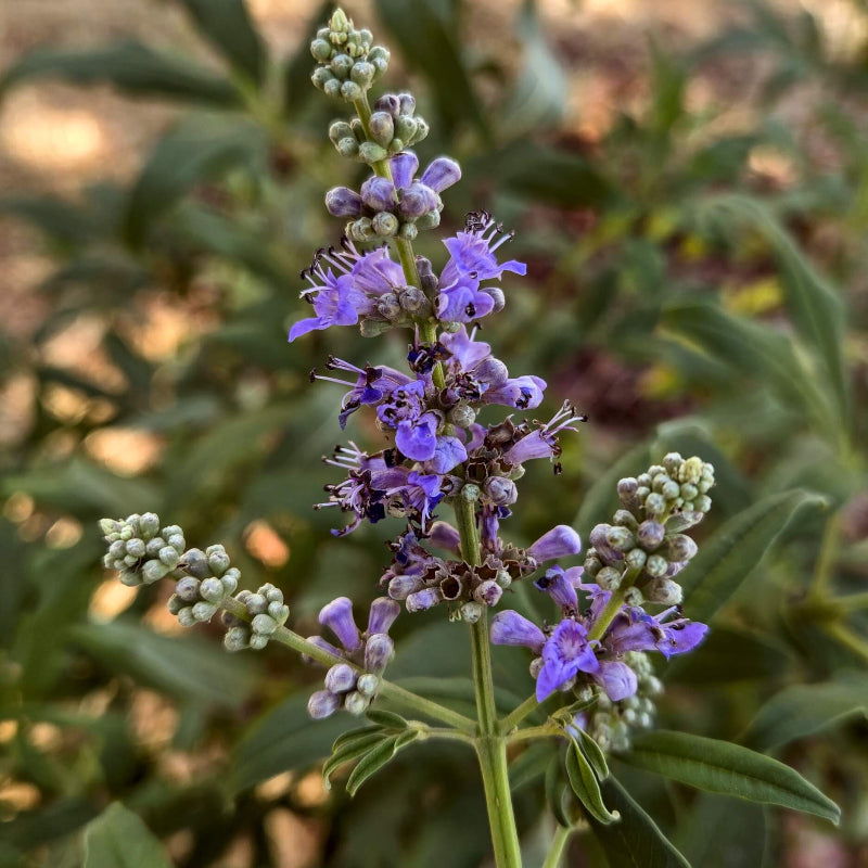 Chaste Tree Seeds - Tree Seeds for Home Gardens