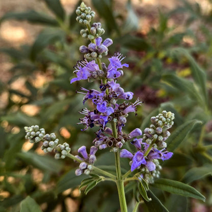 Chaste Tree Seeds - Tree Seeds for Home Gardens