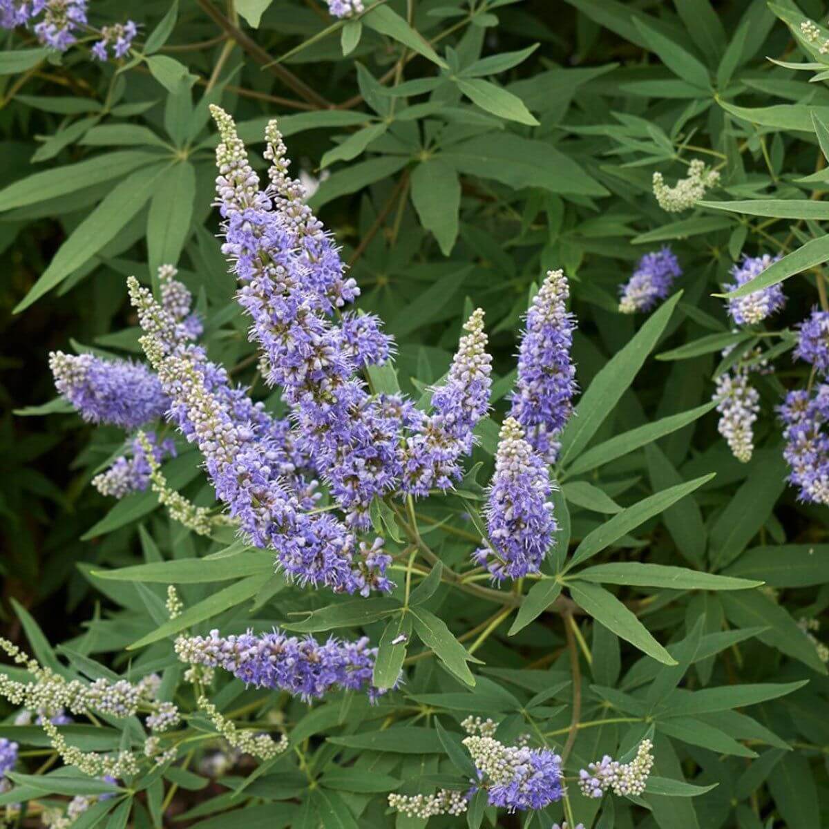 Chaste Tree Seeds - Tree Seeds for Home Gardens