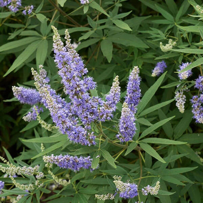 Chaste Tree Seeds - Tree Seeds for Home Gardens