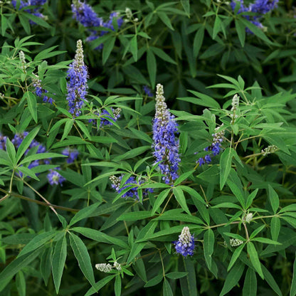 Chaste Tree Seeds - Tree Seeds for Home Gardens