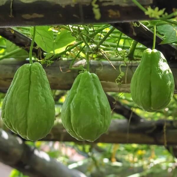 Chayote Gourd Seeds