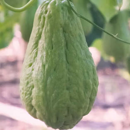Chayote Seeds