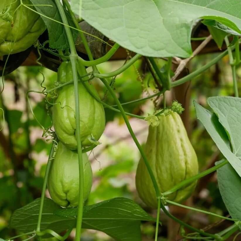 Chayote Seeds