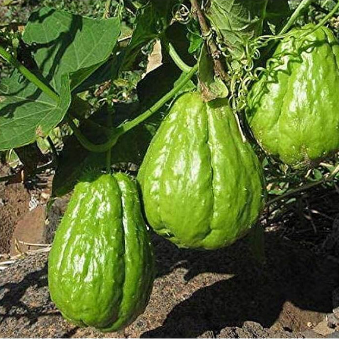 Chayote Seeds - Vegetable Plant for Home Gardens