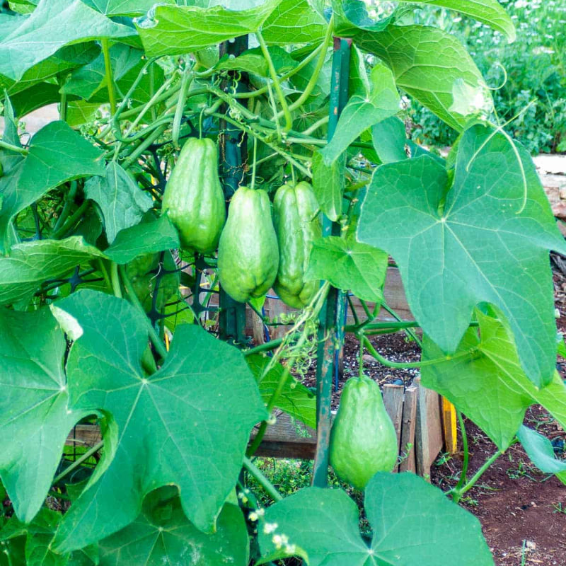 Chayote Seeds