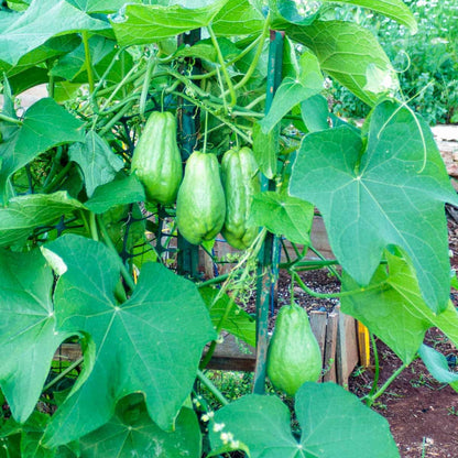 Chayote Seeds