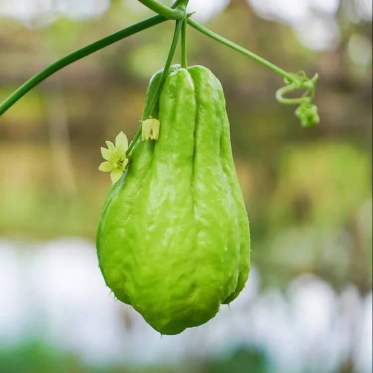 Chayote Seeds