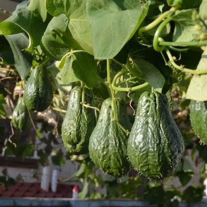 Chayote Seeds