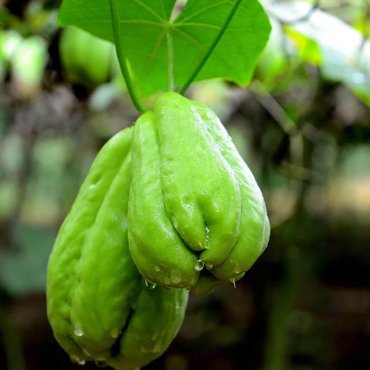 Chayote Seeds