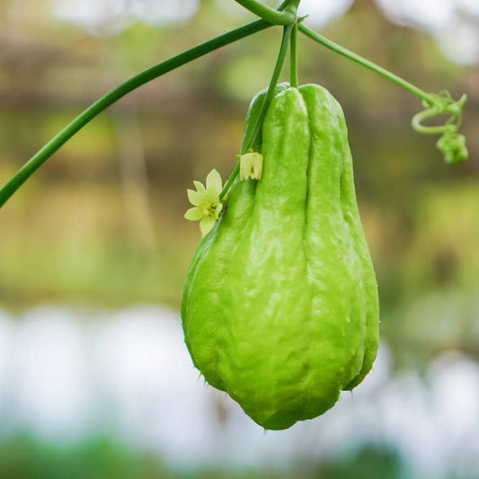 Chayote Seeds - Vegetable Plant for Home Gardens