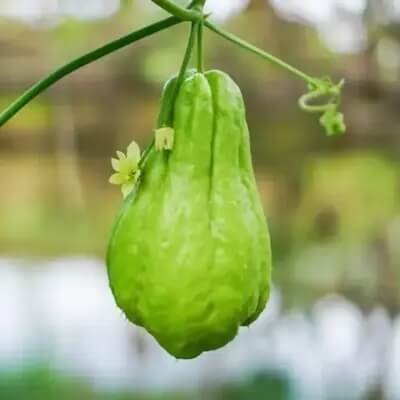 Chayote Seeds