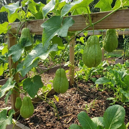 Chayote Squash Seeds