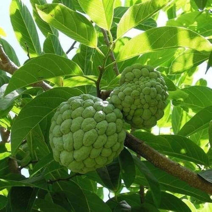 Cherimoya Custard Apple Seeds
