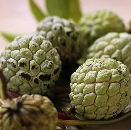 Cherimoya Custard Apple Seeds