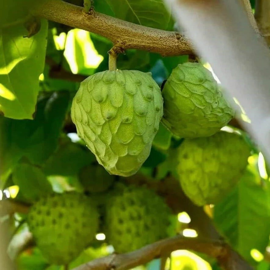 Cherimoya Custard Apple Seeds