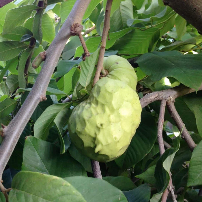 Cherimoya Seeds - Fruit Plant for Home Gardens