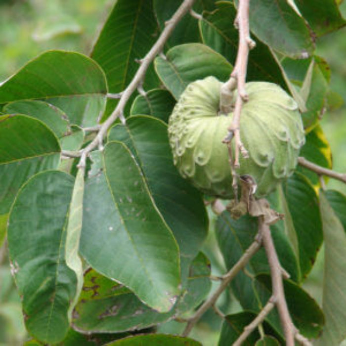 Cherimoya Seeds - Fruit Plant for Home Gardens