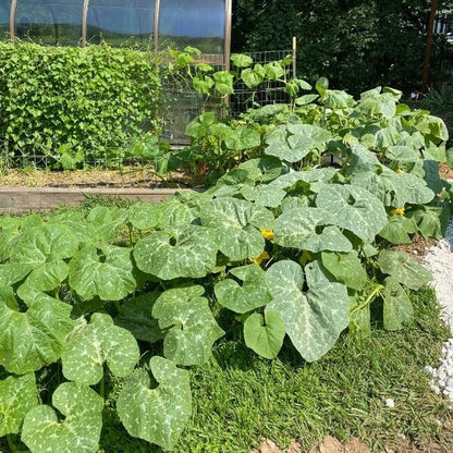 Cherokee Candy Roaster Seeds