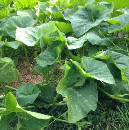 Cherokee Candy Roaster Seeds