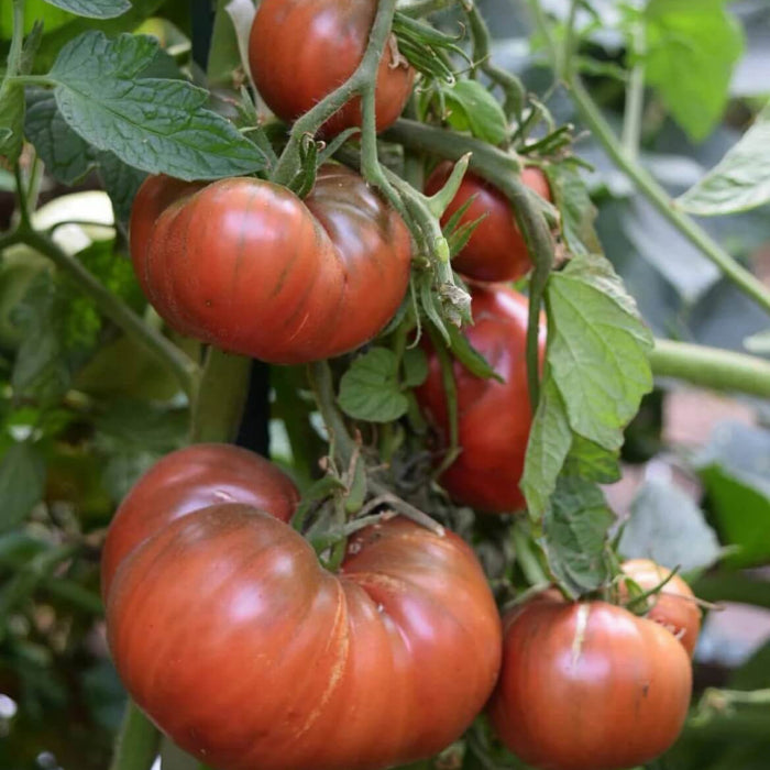 Cherokee Purple  tomato seeds -Vegetable Plant
