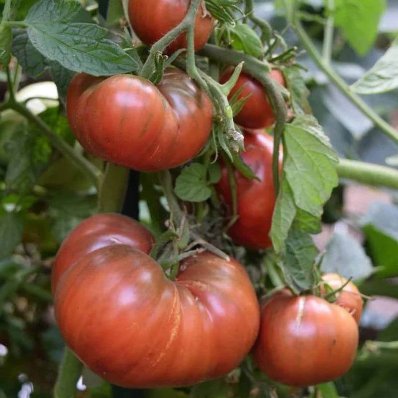 Cherokee Tomato Seeds - Heirloom Vegetable Plant for Home Gardens