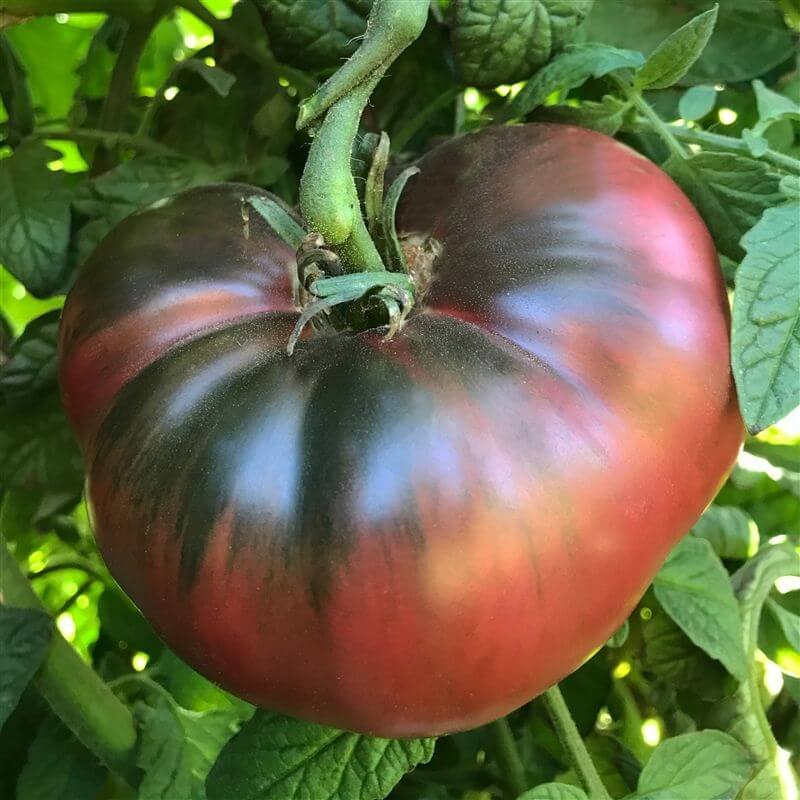 Cherokee Tomato Seeds - Heirloom Vegetable Plant for Home Gardens