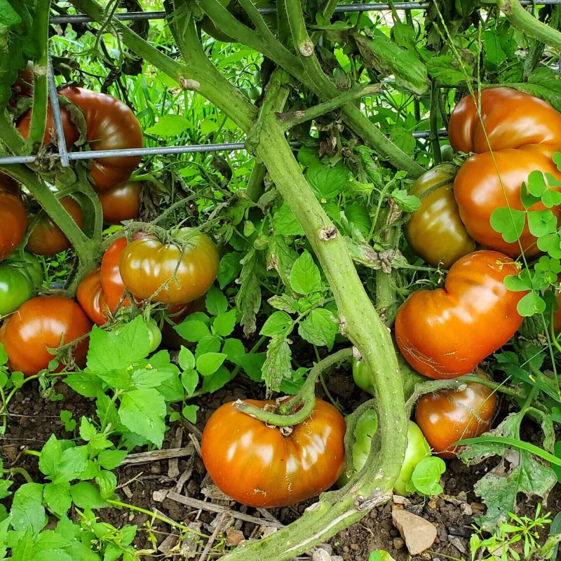 Cherokee Tomato Seeds - Heirloom Vegetable Plant for Home Gardens