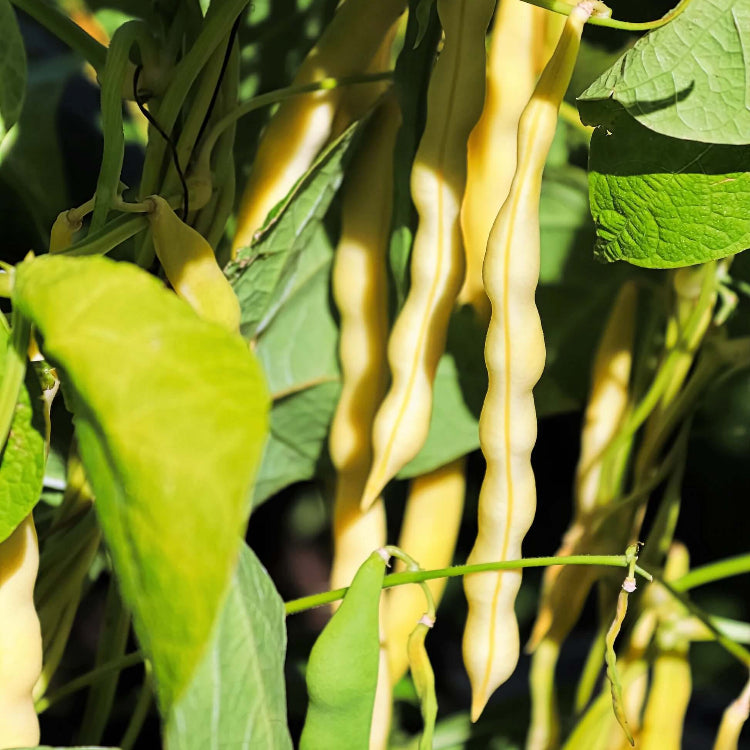 Cherokee Wax Bean Seeds - Vegetable Plant