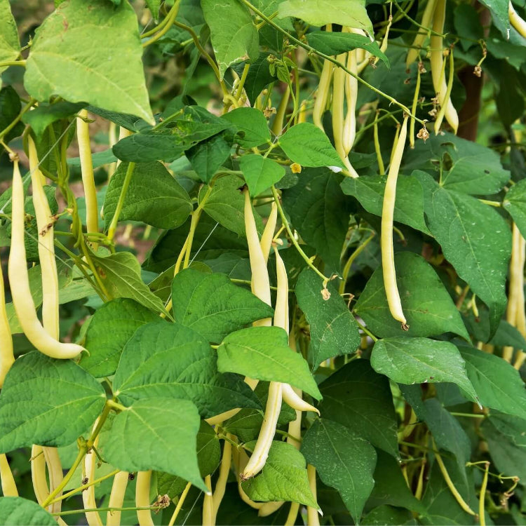 Cherokee Wax Bean Seeds - Vegetable Plant