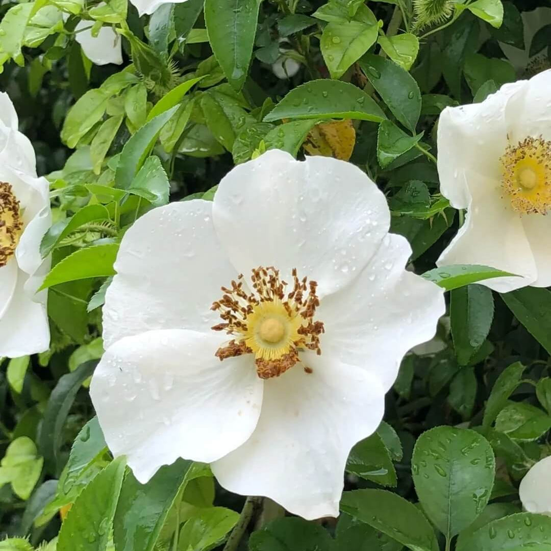 Cherokee rose seeds - Flower Plant
