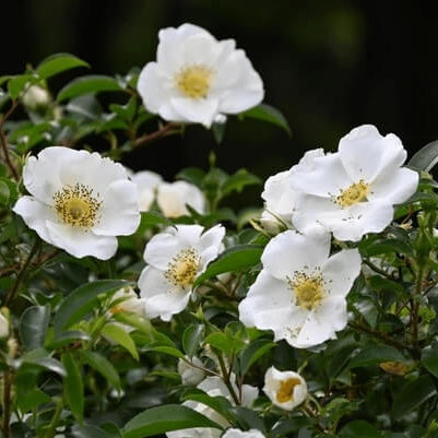 Cherokee rose seeds - Flower Plant