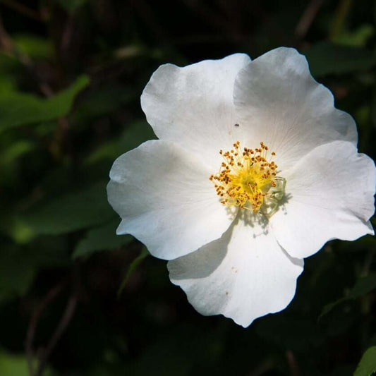 Cherokee rose seeds - Flower Plant