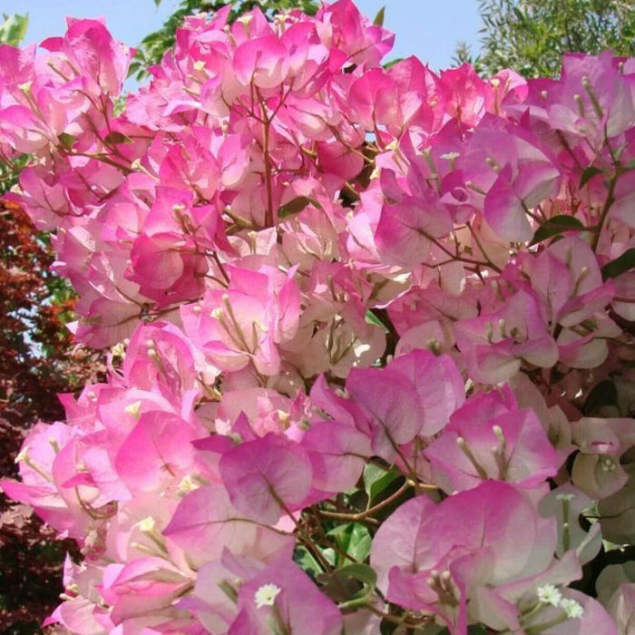 Cherry Blossom Bougainvillea Seeds 