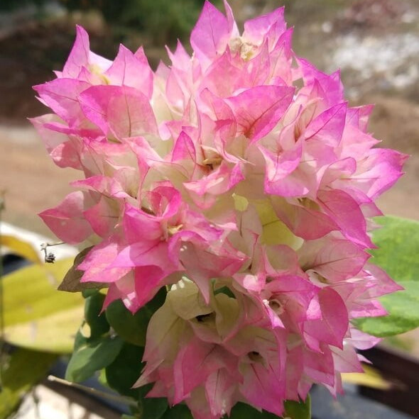 Cherry Blossom Bougainvillea Seeds 