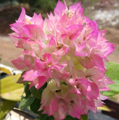 Cherry Blossom Bougainvillea Seeds 