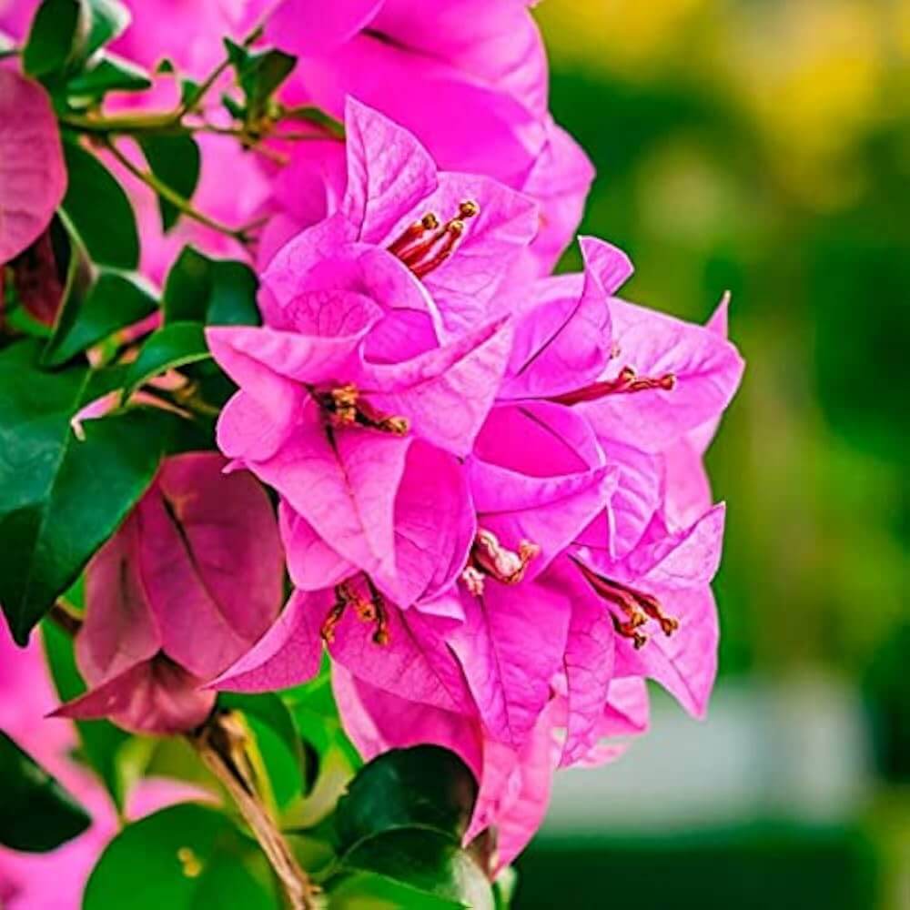 Cherry Blossom Bougainvillea Seeds 